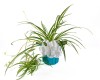 Spider Plant